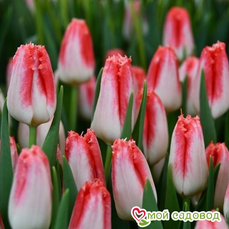 Тюльпан бахромчатый Свит Симон