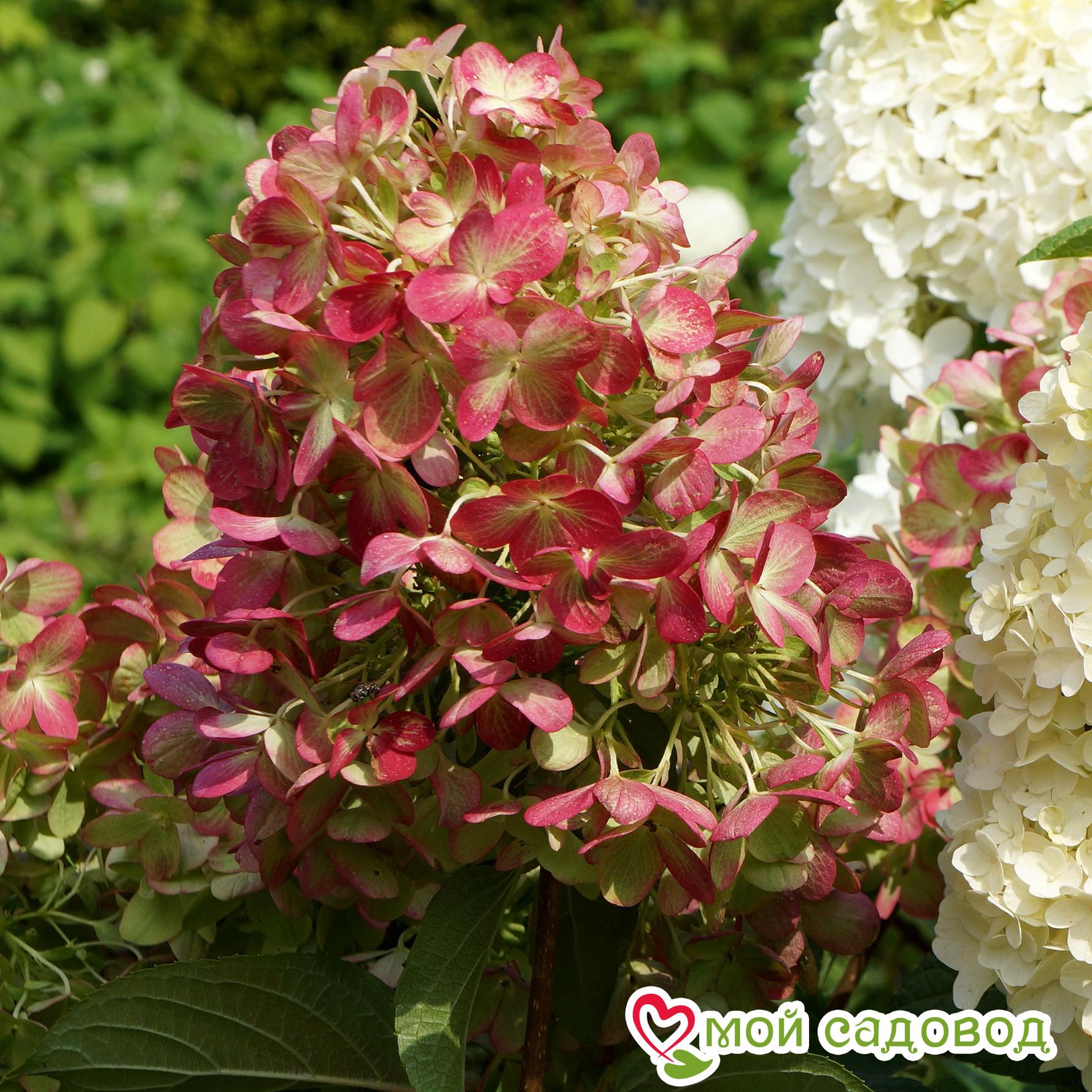 Гортензия Граффити