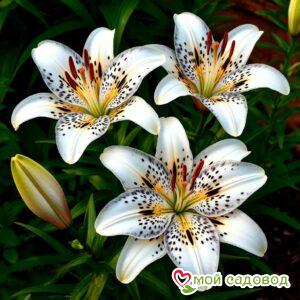 Лилия Гранд Гала