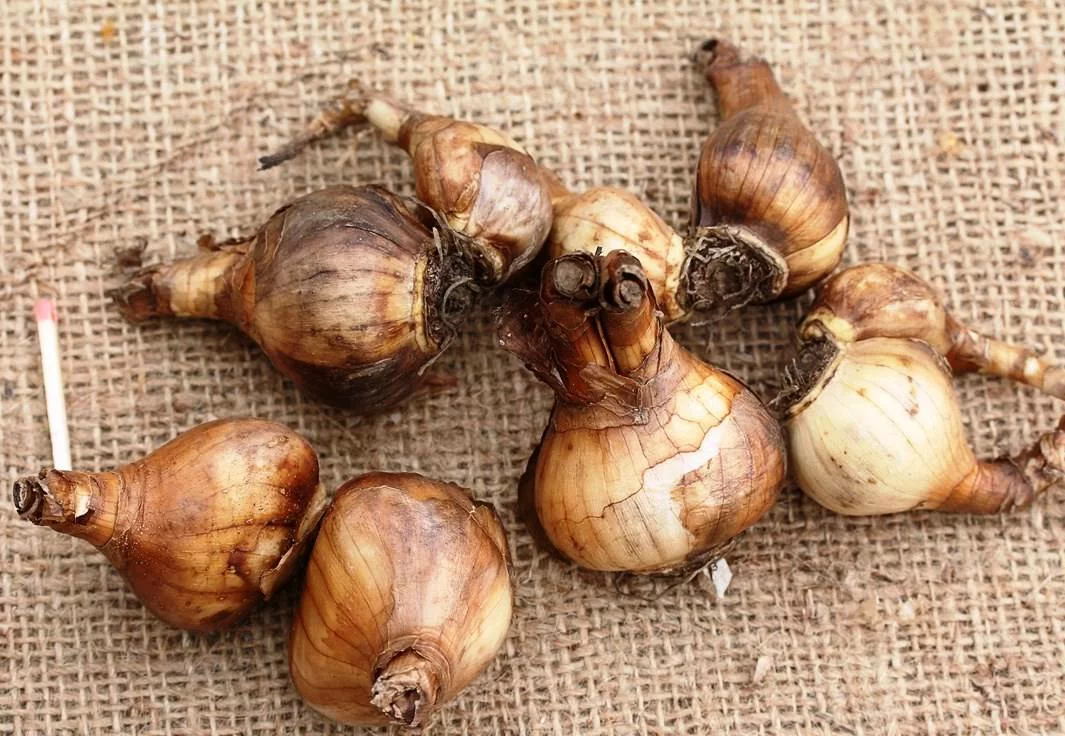 Нарцисс Мистикс